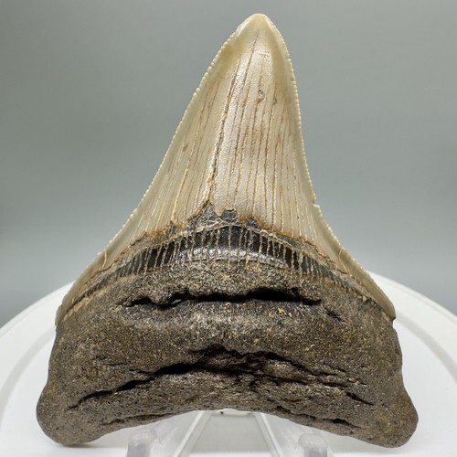 Dente mascella inferiore - , di