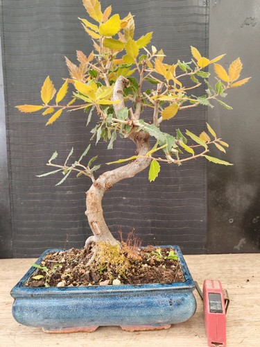 Bonsai leccio 43 - ,