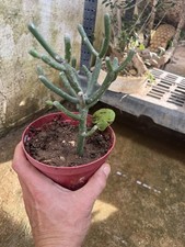 Euphorbia Tirucalli , Pianta