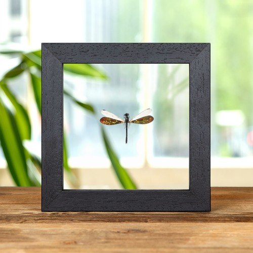 Golden damselfly clear - damselfly,