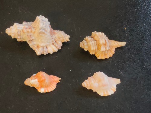 Conchiglia lotto cymatiidae - conchiglia,