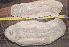 5 FOSSILI- Pesce Tharias doppia matrice - Brasile Era Mesozoica - 25cm Completo 