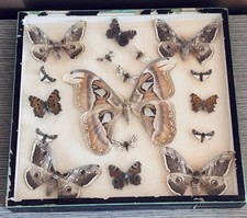 ANTICA TECA FARFALLE COLLEZIONE VETRINA IMBALSAMATO ENTOMOLOGIA PARAVIA SCIENZA