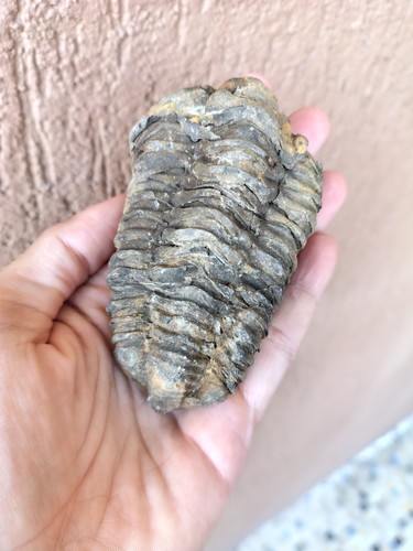 Fossili grande trilobite - grande,