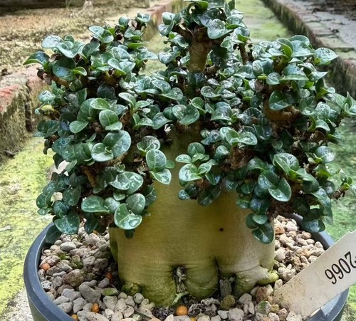 Vendita rara pianta cactus - di,