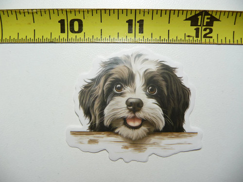 Peeking havanese piccolo - peeking,