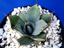 Agave truncata striata - agave,