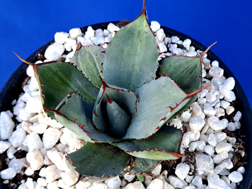Agave truncata striata - truncata,