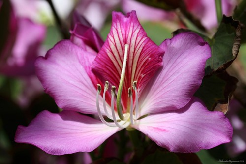 Bauhinia variegata pink - bauhinia,