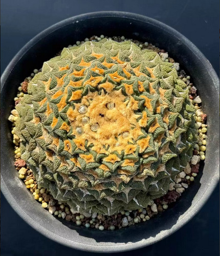 Pianta cactus succulenta - di,