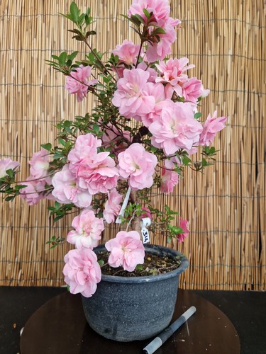 Bonsai azalea 47cm - di,