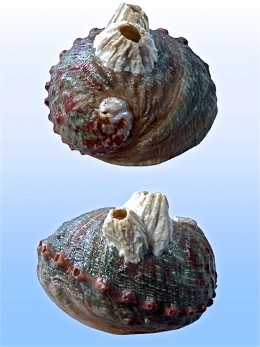 Haliotidae haliotis - haliotidae,,