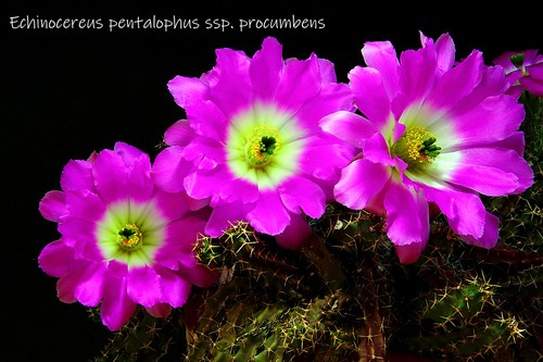 Echinocereeus pentalophus ssp