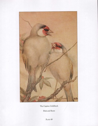 Bella vintage uccello - bella, stampa