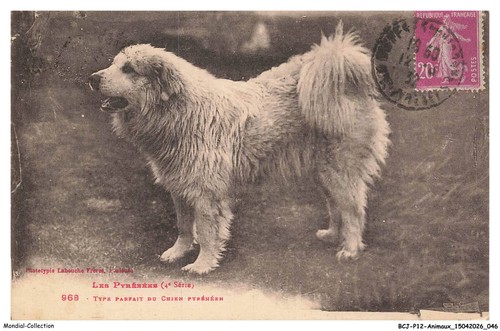 Bcjp12 0765 animaux cani i - bcjp12-0765-animaux,