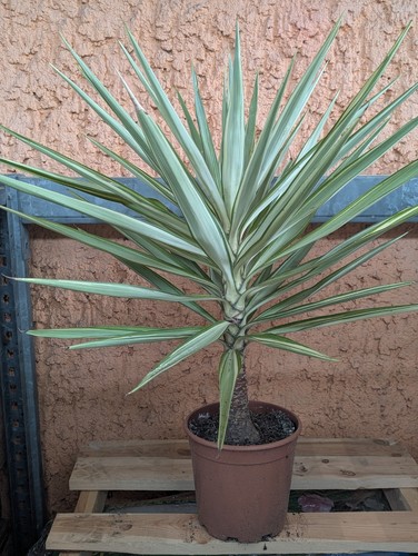 Gioiello yucca - gioiello,