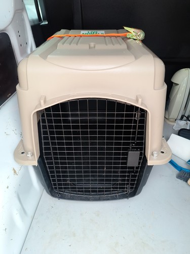 Kennel cane iata - iata, grigio