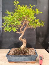Bonsai melograno h 46 - ,
