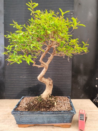 Bonsai melograno h 46 - bonsai, cm
