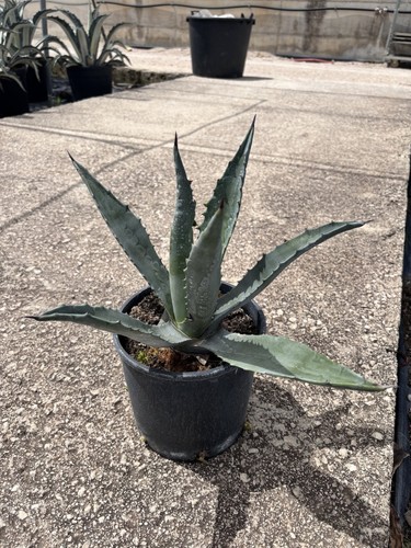 Agave americana vaso - agave,