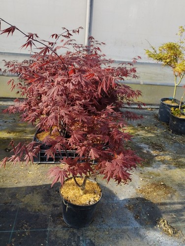 Acero giapponese rosso - di, 2