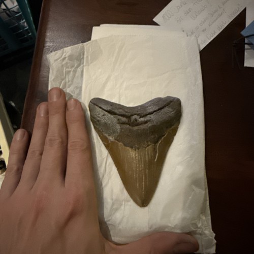 Dente squalo megalodonte 12 - dente, di