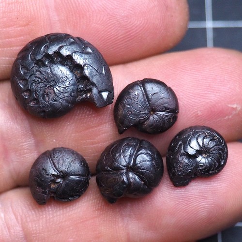 Goniatite ematite fossile