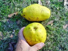 15 SEMI DI MELA COTOGNA CINESI - Pseudocydonia sinensis