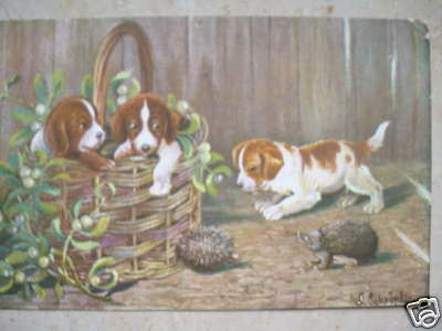 3341 cani igel jack - 3341, pc