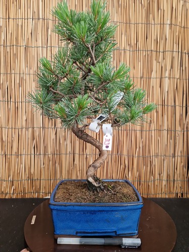 Bonsai pino pentaphilla h - bonsai,