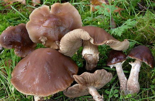Ciclocybe erebia fungo pioppo