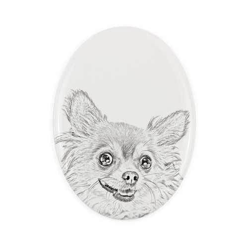Chihuahua pelo lungo - a,