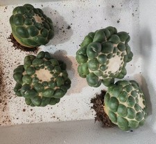 Sale Rare Cacti Coryphantha