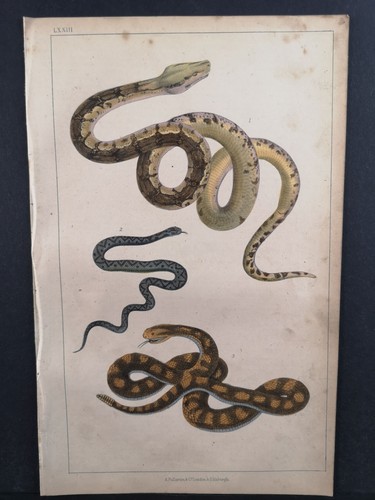Litografia antica colorata del