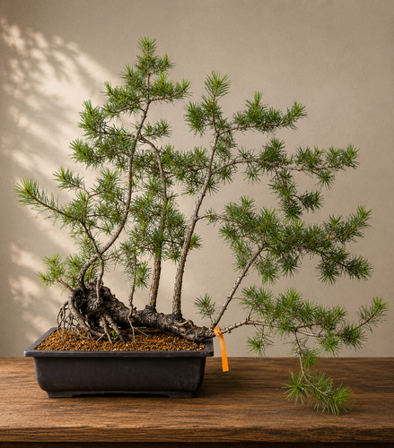 Bonsai pino silvestre - -,