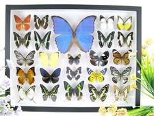 Vere bellissime farfalle