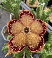 Edithcolea grandis "N. 9", no