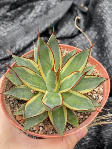Agave borgogna bruciata - agave, 'borgogna