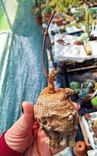 Raphionacme globosa succulente