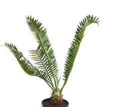 Encephalartos natalensis x