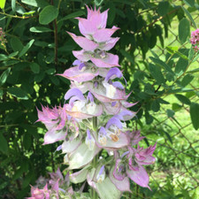 salvia sclarea 500 semi