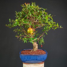 BONSAI  SHOIN DI MELOGRANO NANO