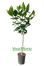 Pianta di Arancio Tarocco