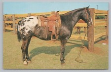 Appaloosa Gelding Grand