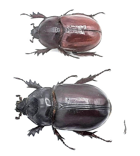 Dynastinae strategus - dynastinae,,