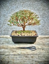 Rhododendron impeditum -