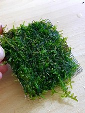 Piastra muschio griglia