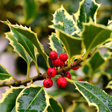 Agrifoglio Ilex Aquifolium