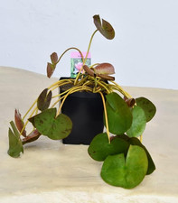 Pianta Di Ninfea Rosa Con