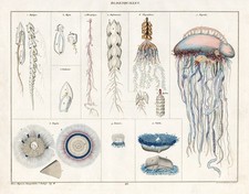 Meduse Blasenquallen Jelly